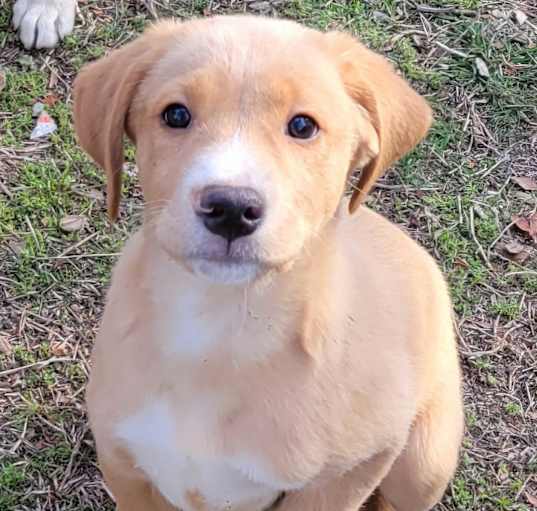 Photo of Pumba