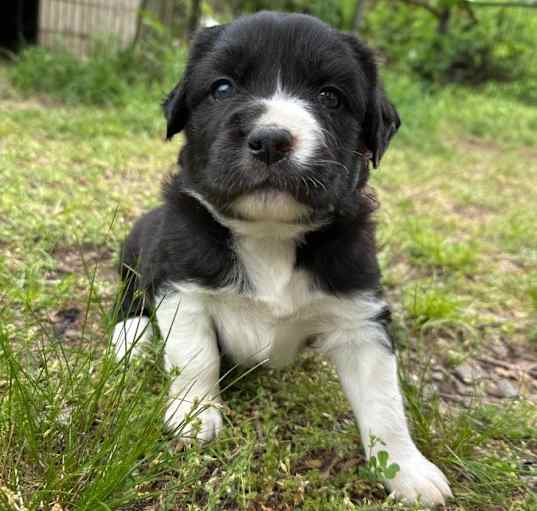 Photo of Oreo