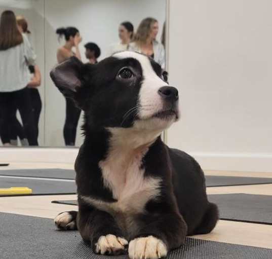 Photo of Buster