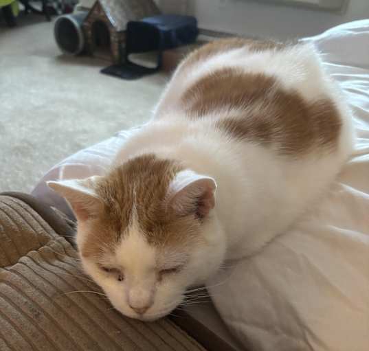Photo of toby