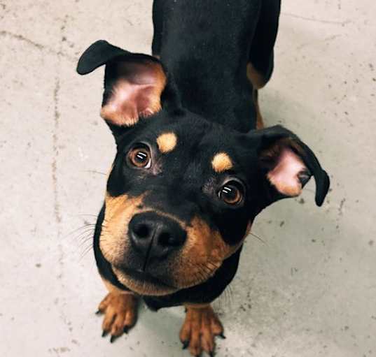 Photo of Puppy Presley