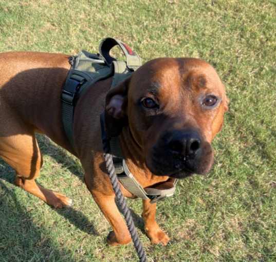 Photo of Dexter