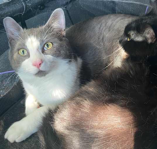 Photo of Bear and Chancellor