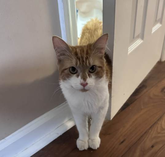 Photo of Boots