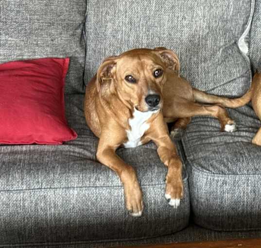 Photo of Nala