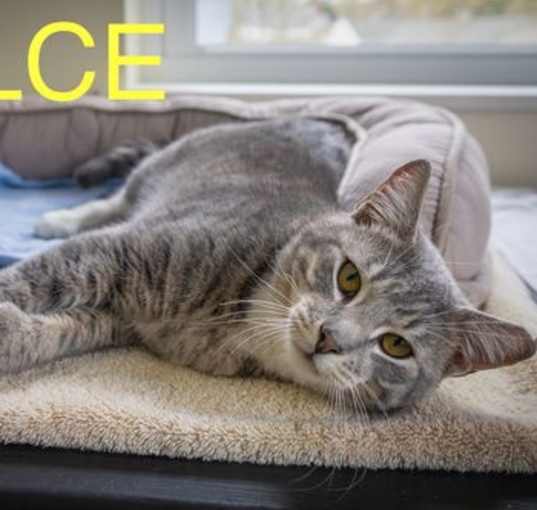 Photo of Dulce: Polydactyl (FCID# 04/02/25-13 Millsboro PS)