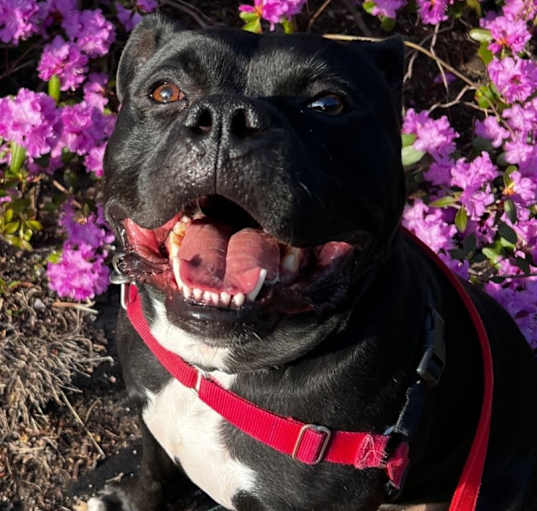 Photo of Bo