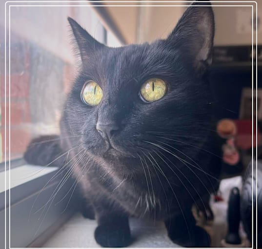 Photo of Sassy