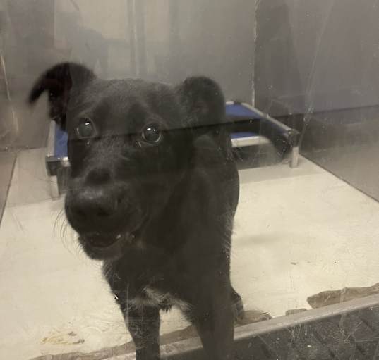Photo of Dipper