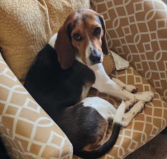Photo of Willow