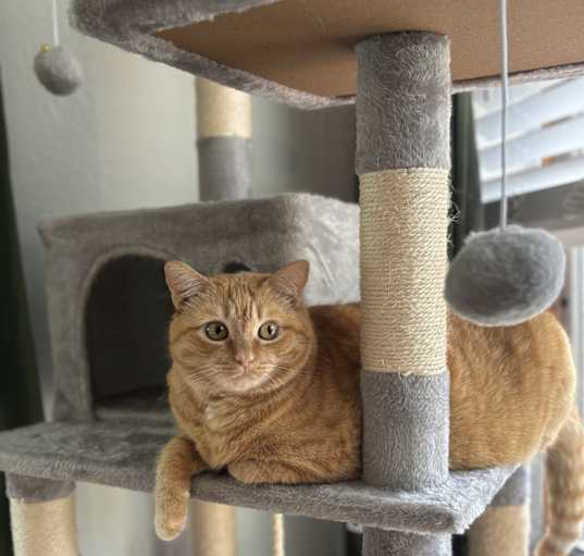 Photo of Peaches