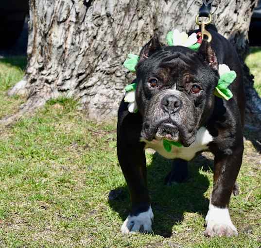 Photo of Draco