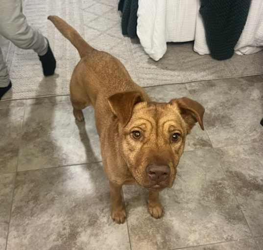 Photo of Ginger