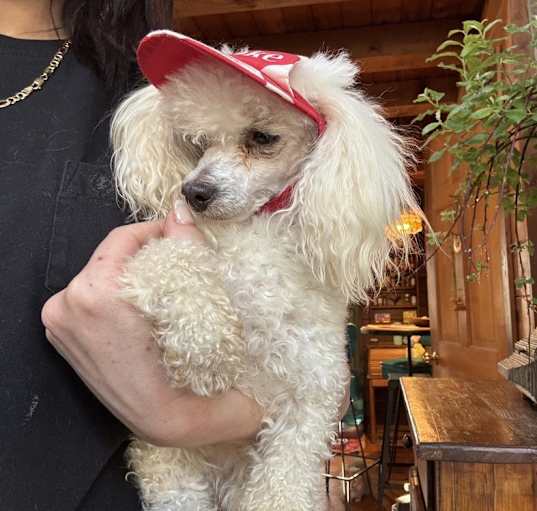 Photo of Rocket