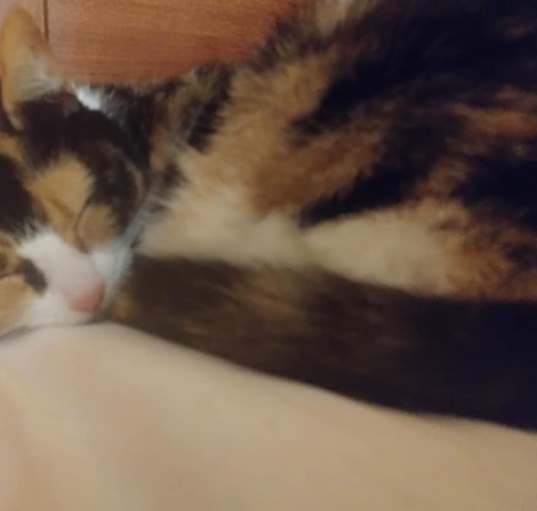 Photo of Boo