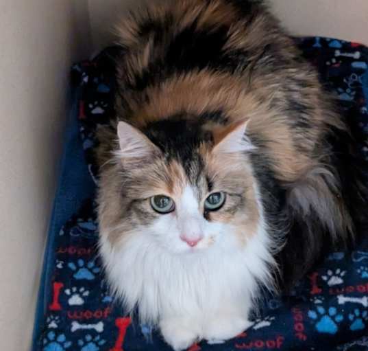 Photo of Sassafras