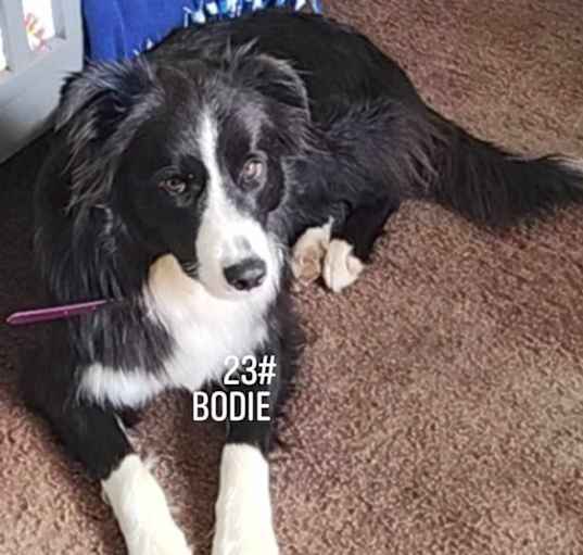 Photo of Bodie