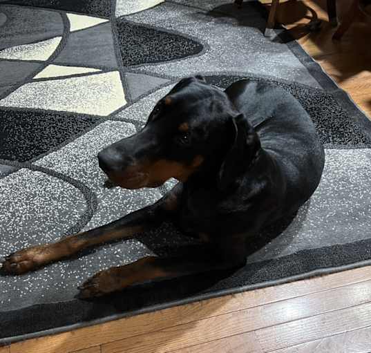Photo of Draco