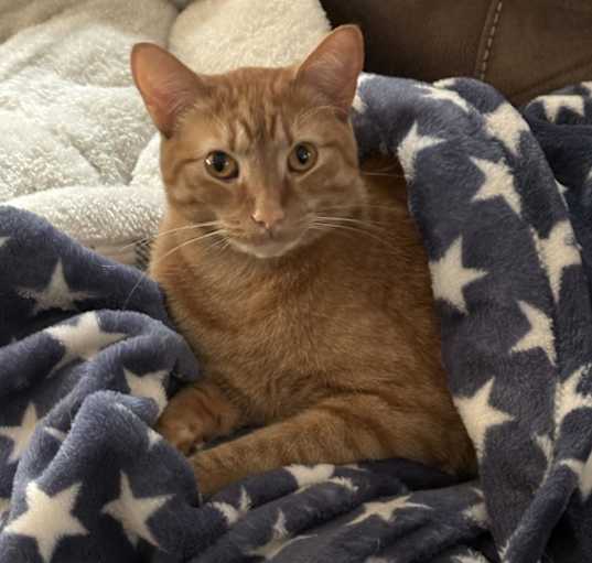 Photo of Rusty (and his bonded brother)