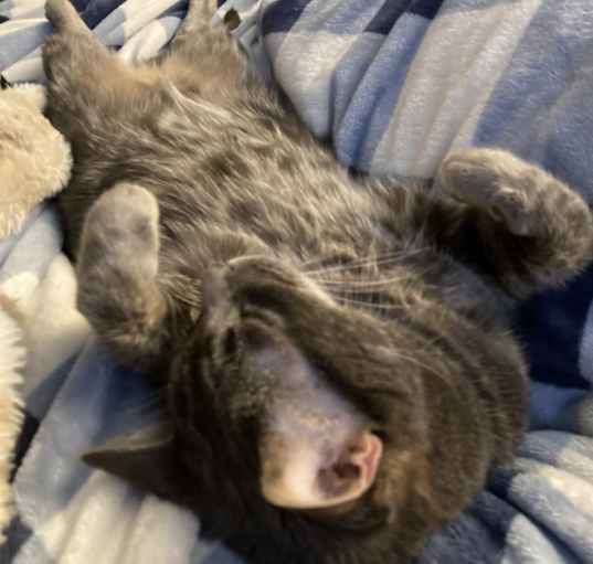 Photo of Murphy
