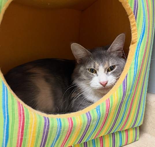 Photo of Zada