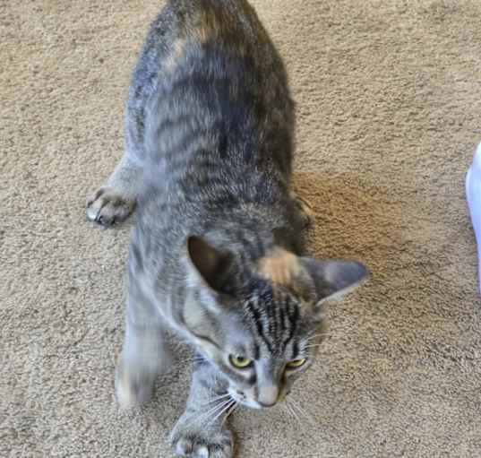 Photo of Tiger