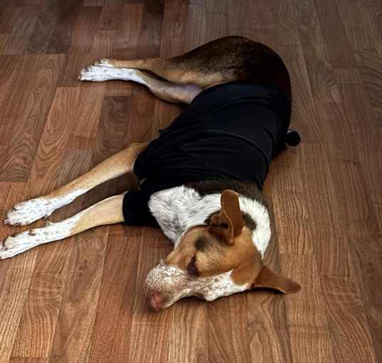 Photo of MUTTMUTT