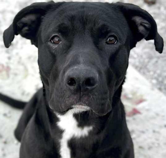 Photo of Nora - Name Your Own Adoption Fee!