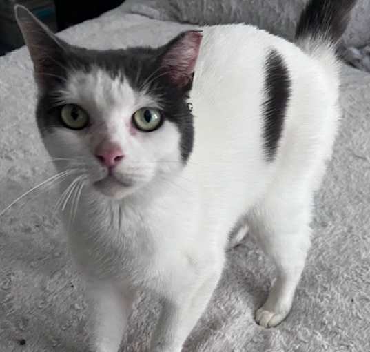 Photo of Rayn (Petsmart Concord)