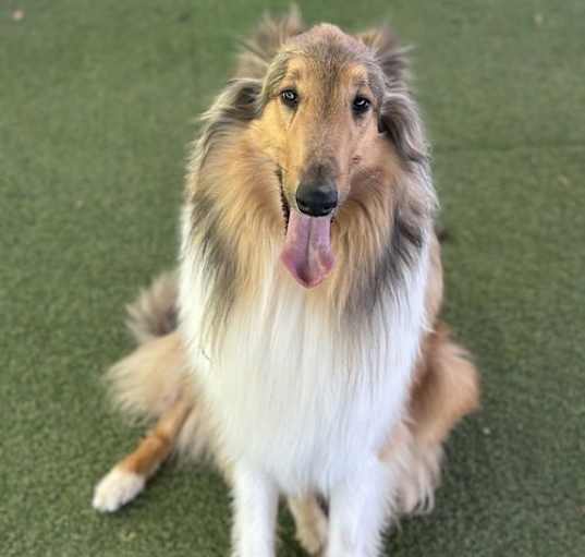 Photo of Lassie