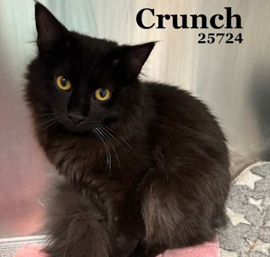 Photo of Crunch