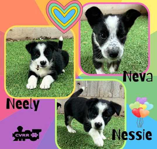 Photo of Neva-Nessie-Neely (Puppy)