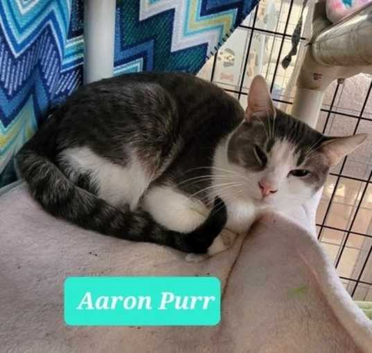 Photo of Aaron Purr