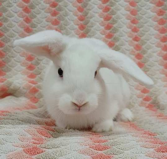 Photo of Frosty
