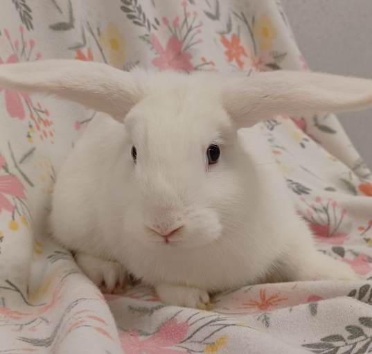 Photo of Chili