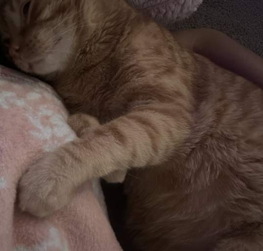 Photo of Binx
