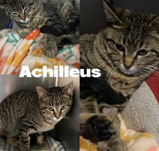 Photo of Achilles