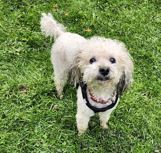 Photo of Otis