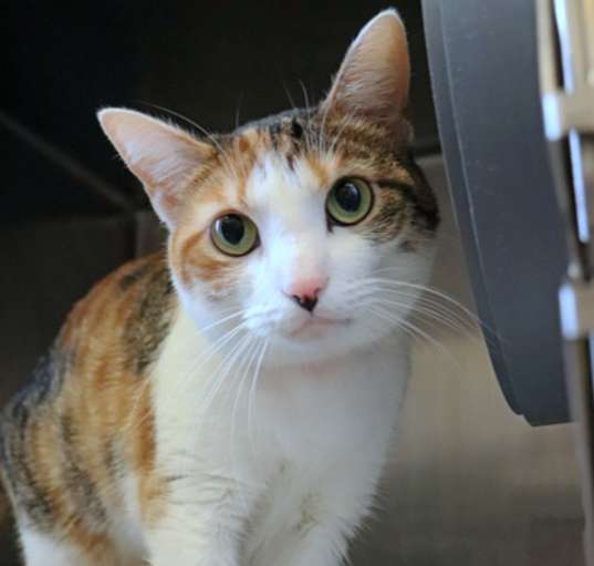 Photo of Cleopatra