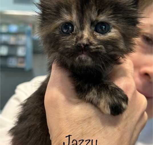 Photo of Jazzy
