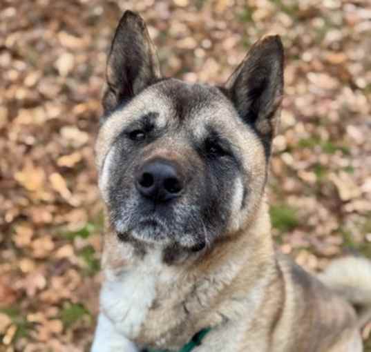 Photo of Hondo
