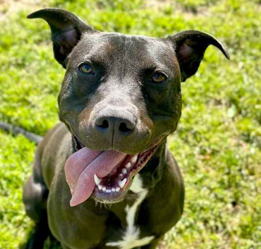 Photo of Sweetie
