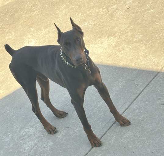 Photo of Odin