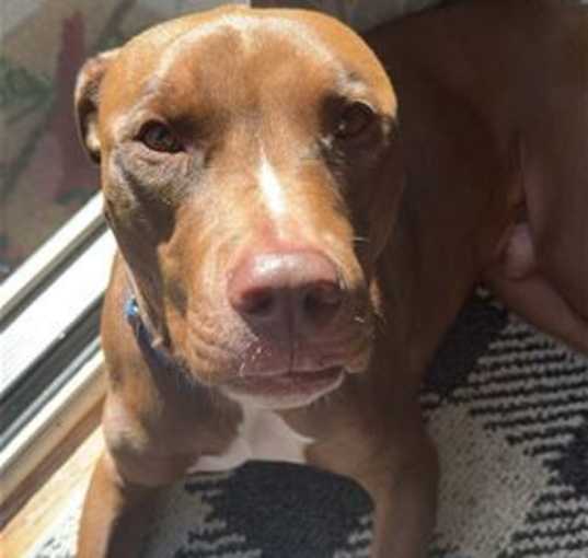 Photo of Beau