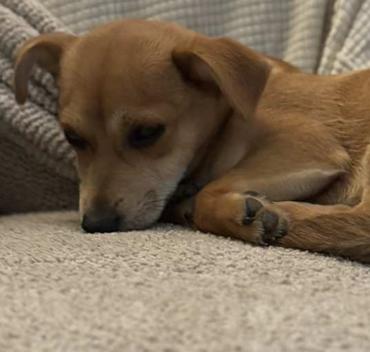 Photo of Shylo