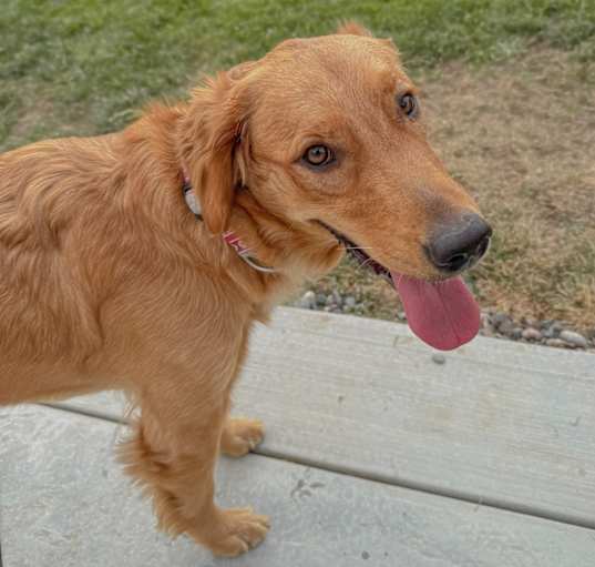 Photo of Bailey