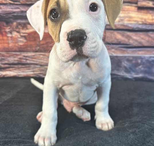 Photo of Archie
