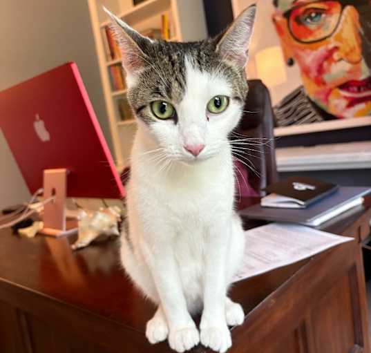 Photo of Momcat