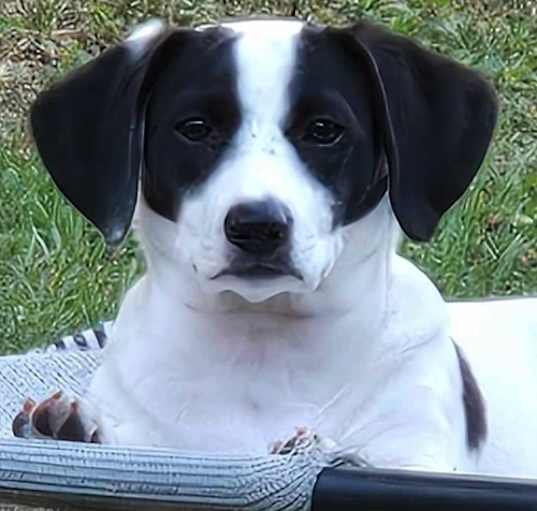 Photo of Buffy - Puppy of Penny