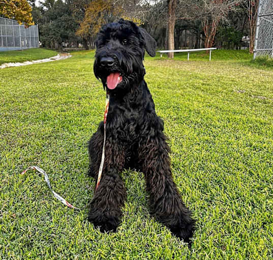 Photo of Maverick